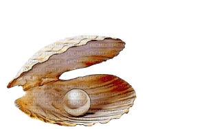 pearl shell - png ฟรี