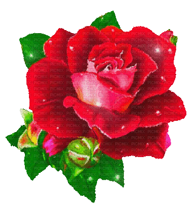 Y.A.M._Vintage roses flowers - GIF animé gratuit