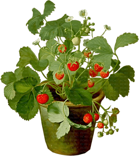 strawberry plant Bb2 - zdarma png