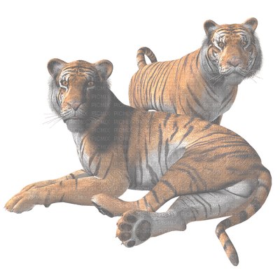 tigre - фрее пнг