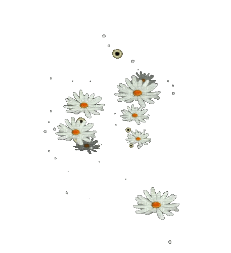 flowers milla1959 - GIF animasi gratis
