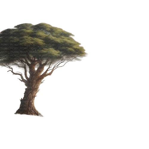 arbre afrique - png ฟรี