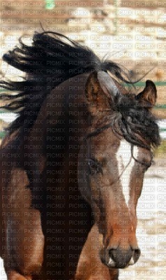 chevaux - PNG gratuit