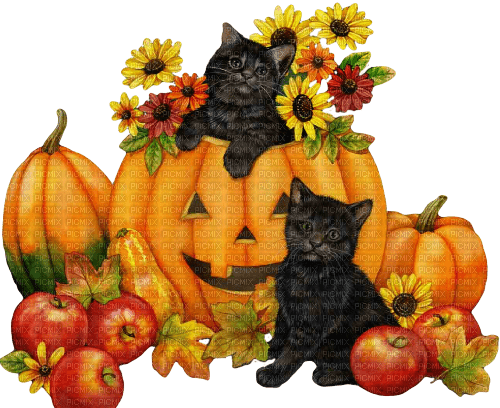 nbl-halloween cat - 免费PNG