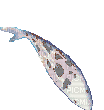 pesci - 無料のアニメーション GIF