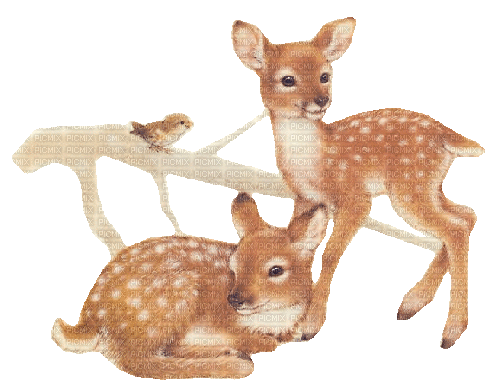Deer - Zdarma animovaný GIF