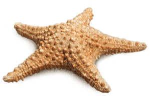 Kaz_Creations Starfish - nemokama png