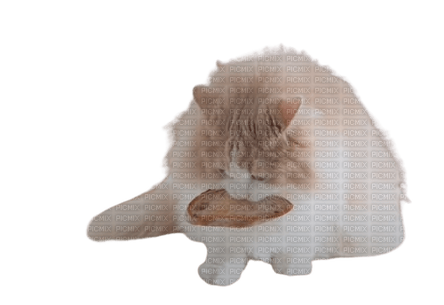 DD the fluffy cat loves bread - png gratis