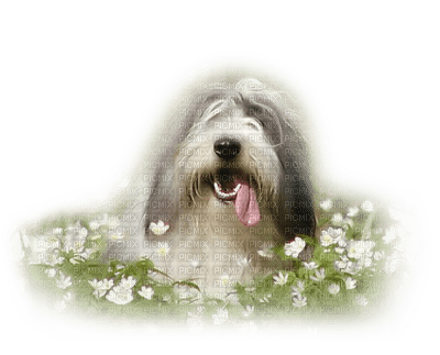 Kaz_Creations Animals Animal Dogs Dog Pup - 免费PNG