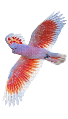 parrot flying - png ฟรี