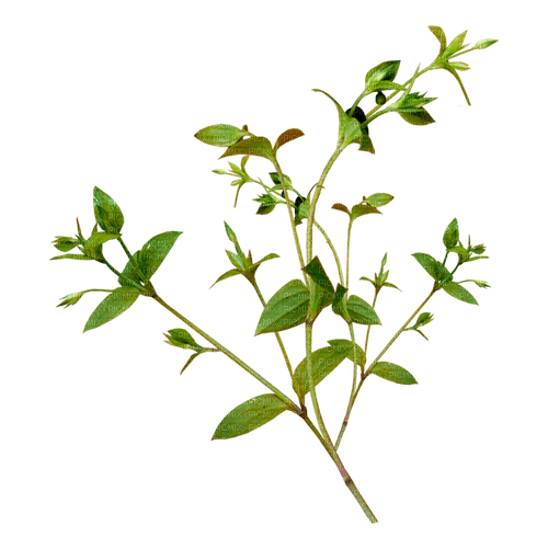 kikkapink deco scrap plant leaves - png gratuito