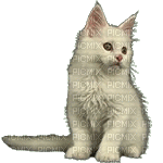 cat gif - Zdarma animovaný GIF
