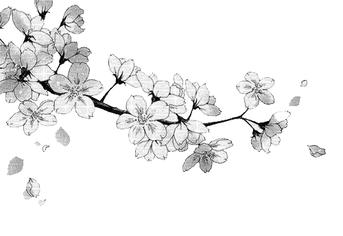 kikkapink branch oriental flowers asian white - Free PNG