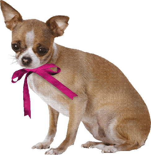 Chihuahua - 無料のアニメーション GIF