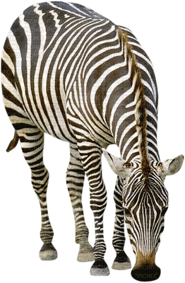 Zebra... - darmowe png