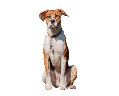 Kaz_Creations Animated Dog Pup - Animovaný GIF zadarmo