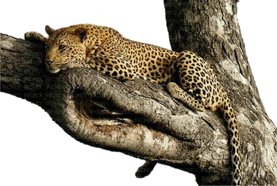 leopard - ilmainen png