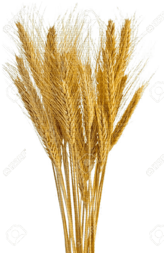 Wheat.Blé.Trigo.Plants.Victoriabea - nemokama png