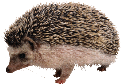 Kaz_Creations Hedgehog - 免费PNG