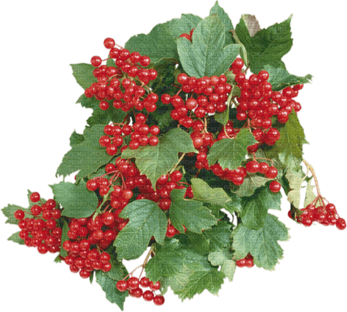 Fruit. Currants. Leila - Free PNG
