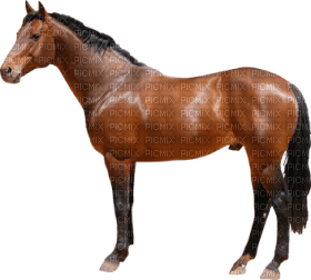 Kaz_Creations Horse - PNG gratuit