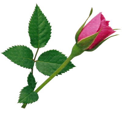 Róża - gratis png