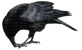 Kaz_Creations Bird Crow - 無料png