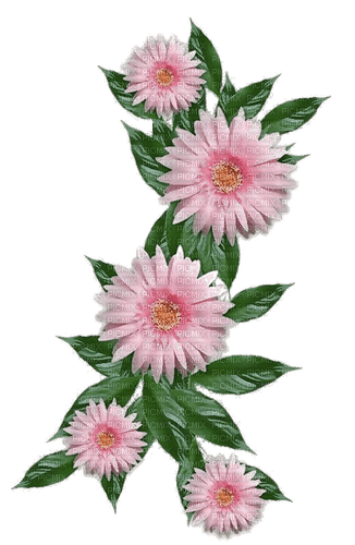Blumen, rosa - PNG gratuit
