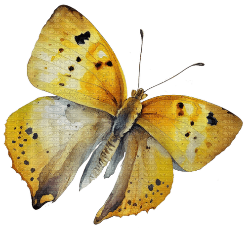 yellow butterfly Bb2 - фрее пнг