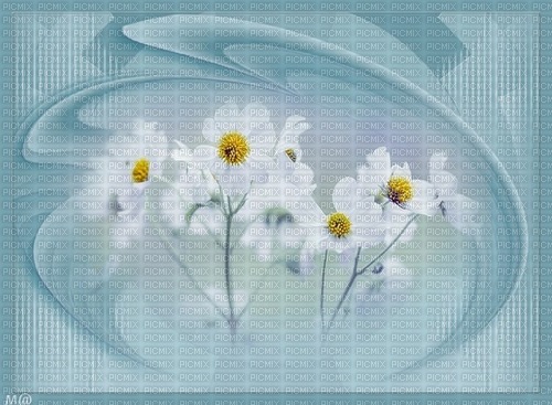 bg-blå-vita-blommor--background--blue--flowers - δωρεάν png