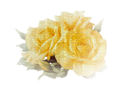 Roses dm19 - png grátis