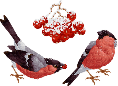 winter hiver bird oiseau  snow neige garden - безплатен png