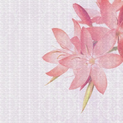 Kaz_Creations Backgrounds Background Flowers - png gratuito