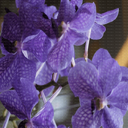 orchidee milla1959 - Animovaný GIF zadarmo
