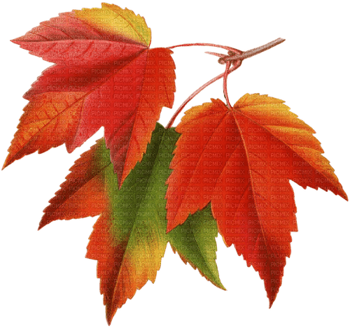 leaves blatt fall autumn feuille leaf - png gratuito