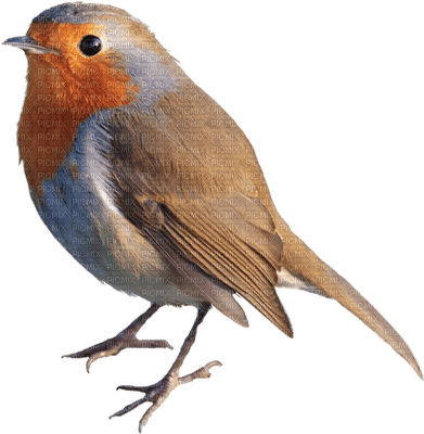 Kaz_Creations Birds Bird - besplatni png