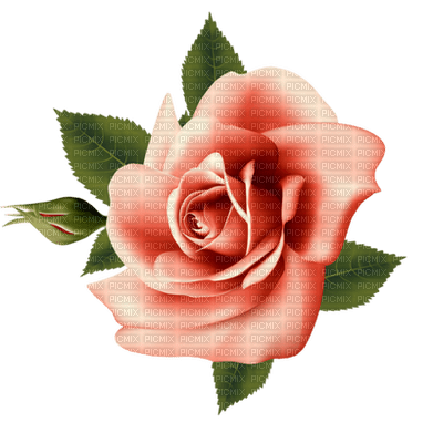 Roses dm19 - png gratuito