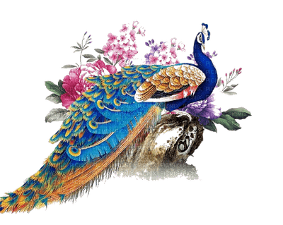peacock -2 Nitsa - 免费PNG