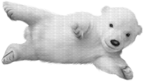 Polar.Bear.Cub.White - bezmaksas png