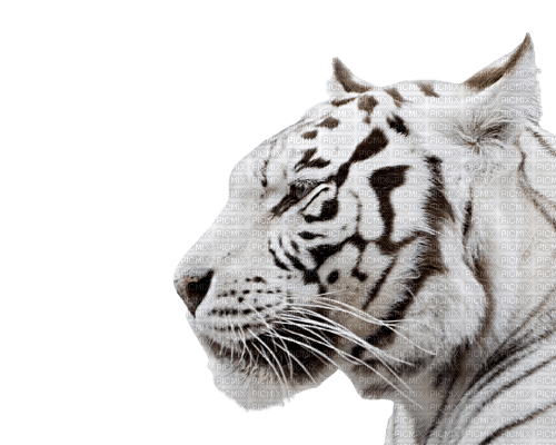 Kaz_Creations Animal-Tiger - png gratuito