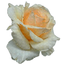 rosa branca e dourada - GIF animé gratuit
