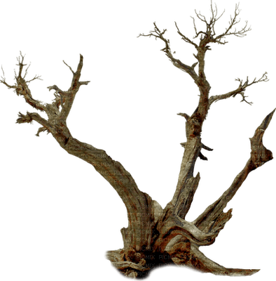 tree anastasia - png gratuito