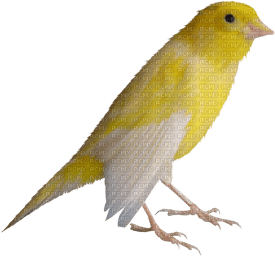 birds katrin - бесплатно png