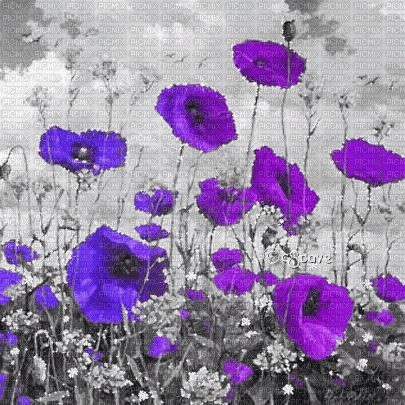 soave background animated flowers poppy field - Darmowy animowany GIF
