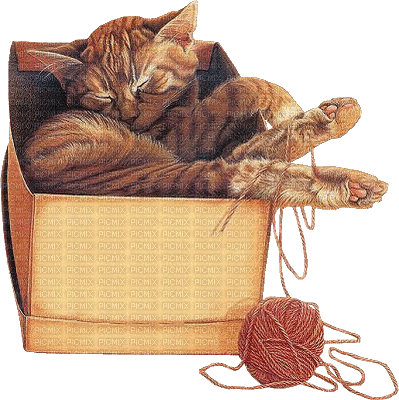 RED CAT SLEEP CARTON chat rouge carton - GIF animé gratuit