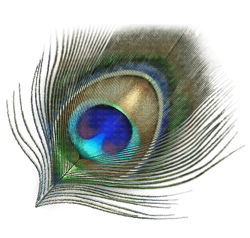 Peacock feather - kostenlos png