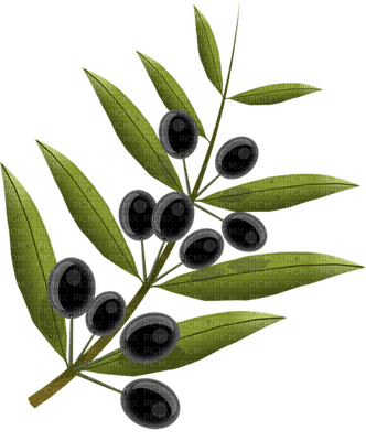 olives bp - ingyenes png