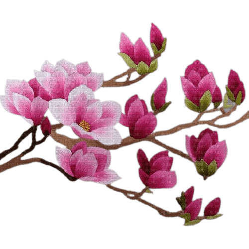 magnolia spring blossom - Free PNG