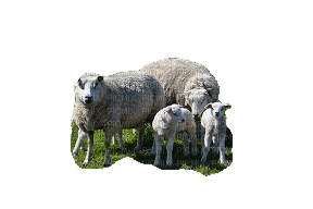 Schafe - gratis png