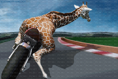 żyrafa - Besplatni animirani GIF
